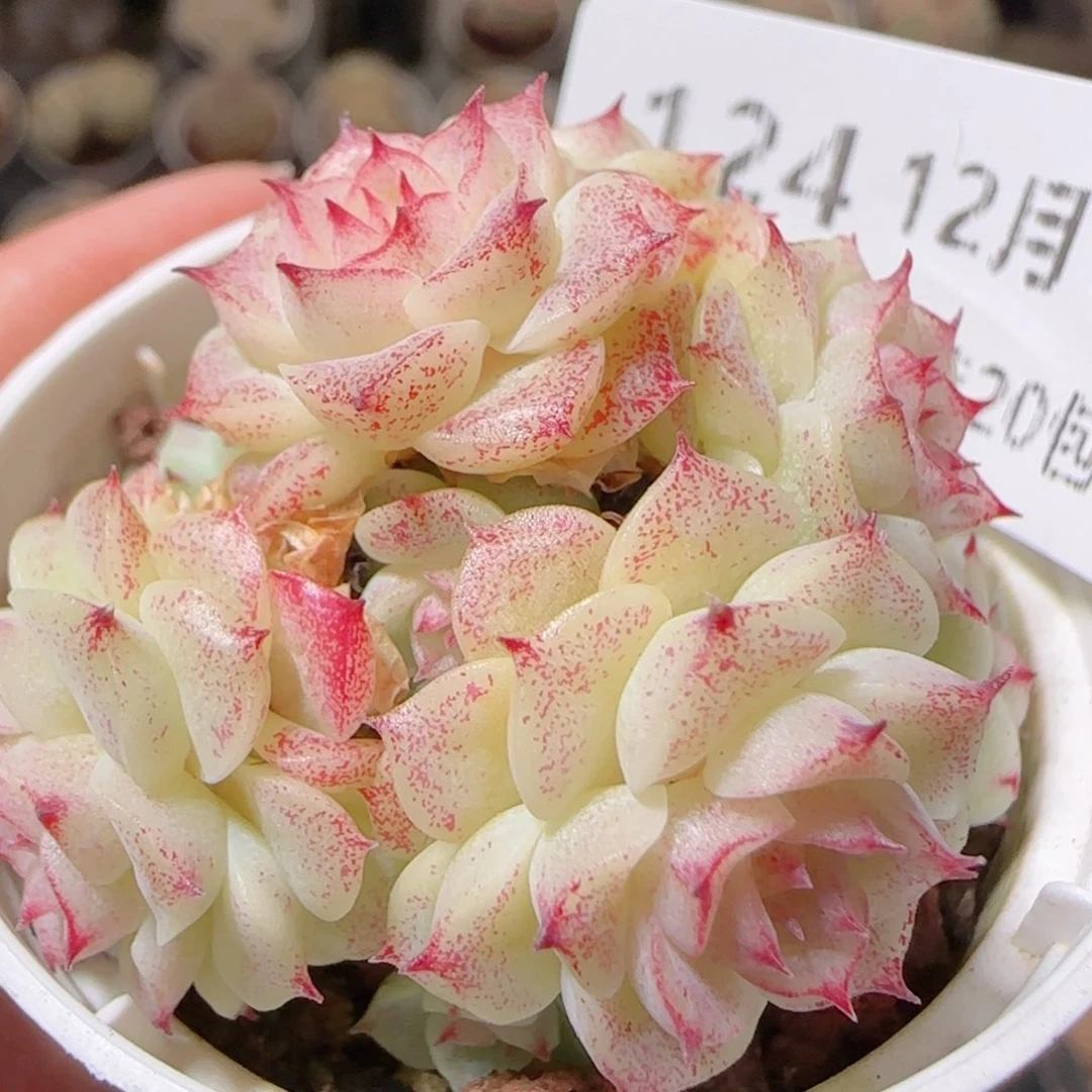 花语多肉1217-124紫魔散