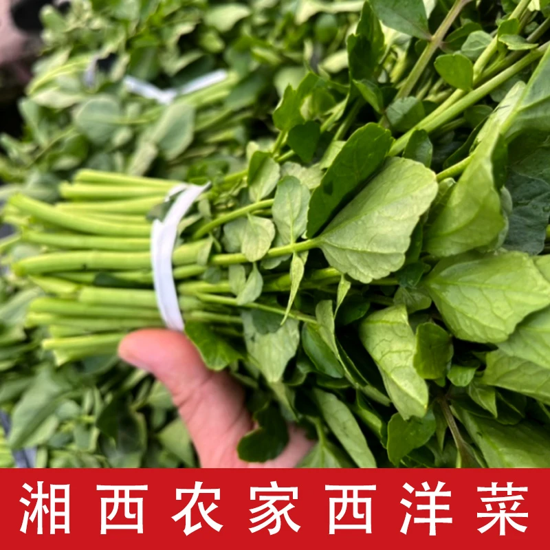 湘西农家新鲜西洋菜豆瓣菜自种当季时令新鲜蔬菜现摘现