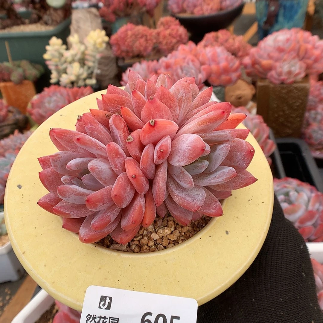 605雪天使多肉植物666