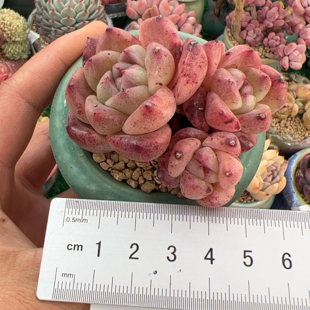 A**a104 多肉植物组合