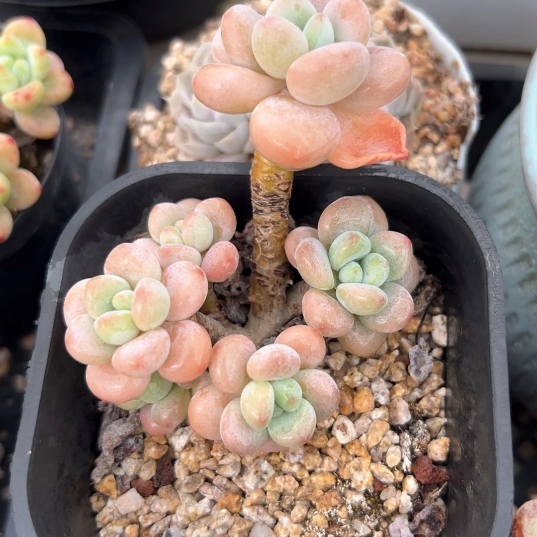 洛神掉叶片（满38包邮）多肉