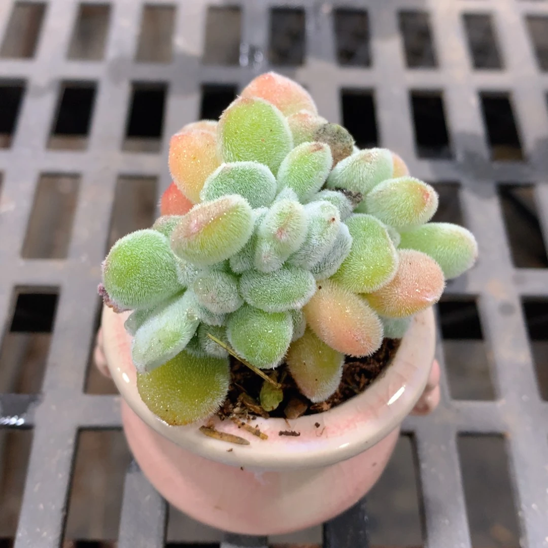 肉萌萌精控多肉 5cm盆量拍 雪晃星带盆