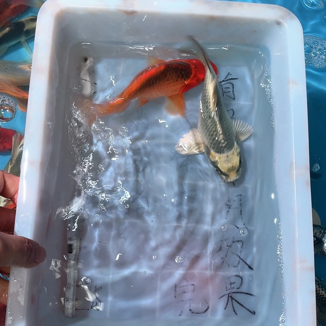 蝴蝶鲤渔场直发60