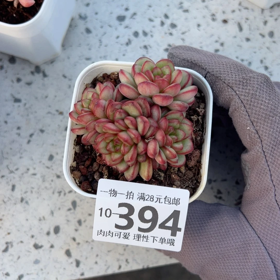 亚当多肉多肉多肉多肉