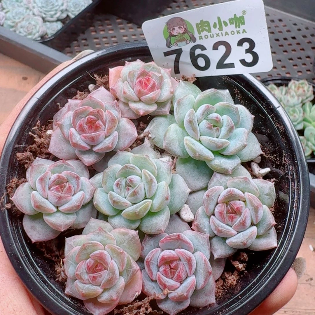 多肉植物多肉植物