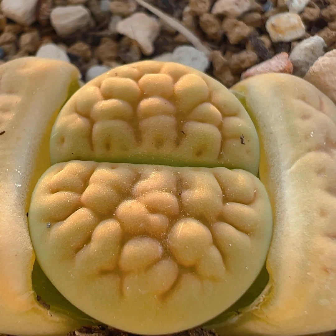 151多肉植物百科知识