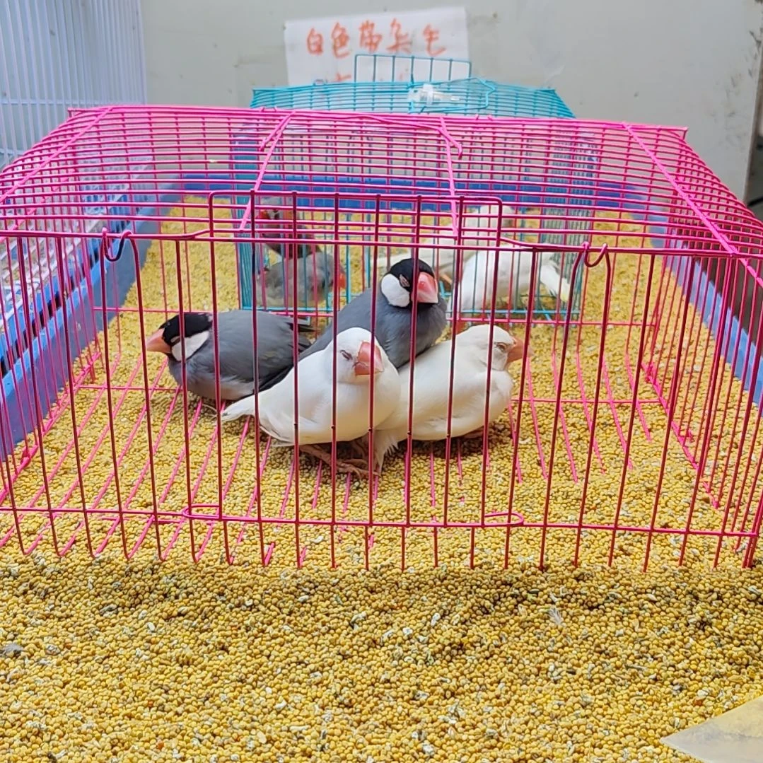 零***点文鸟灰色两只加白色两只