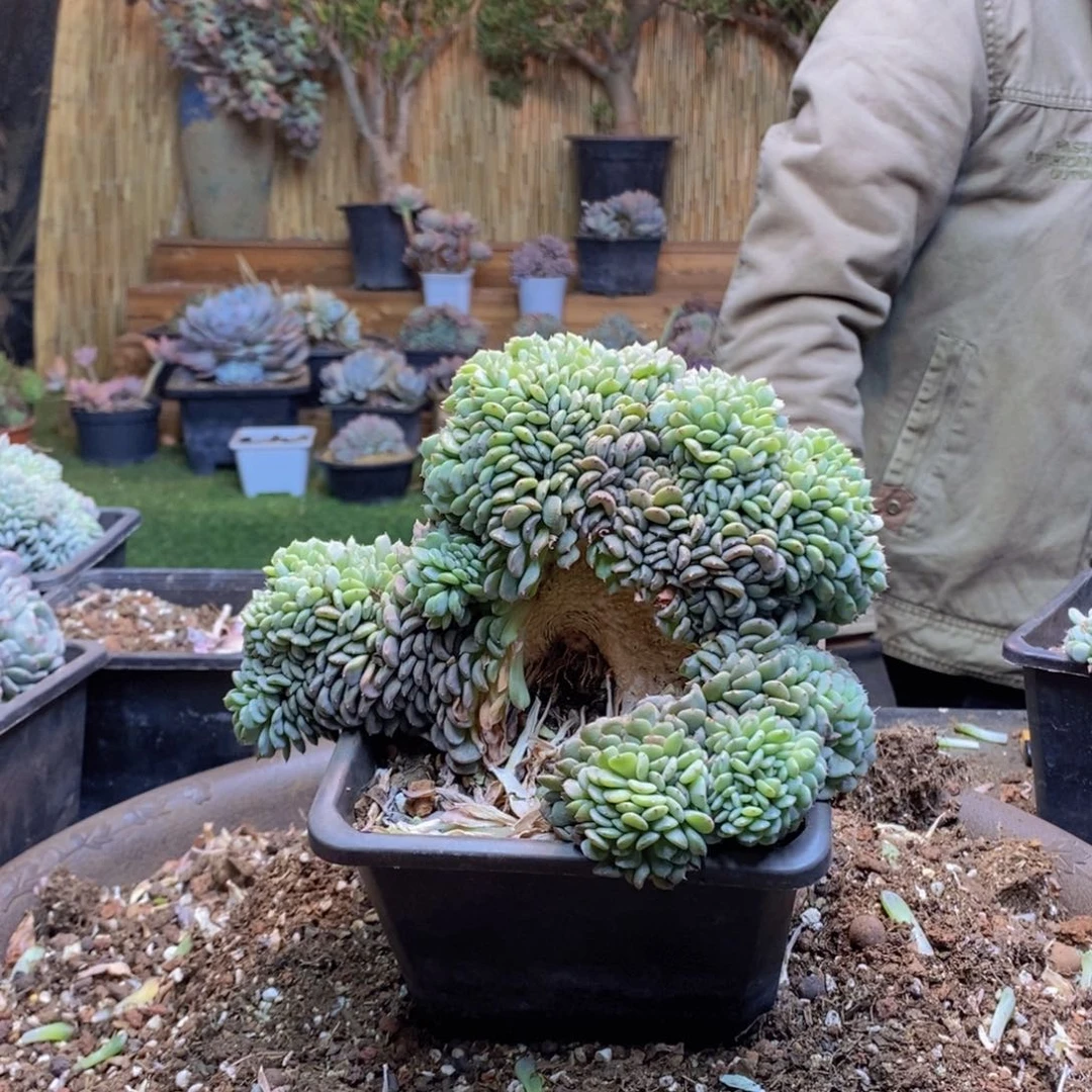 错**致B76 号白胖子缀化