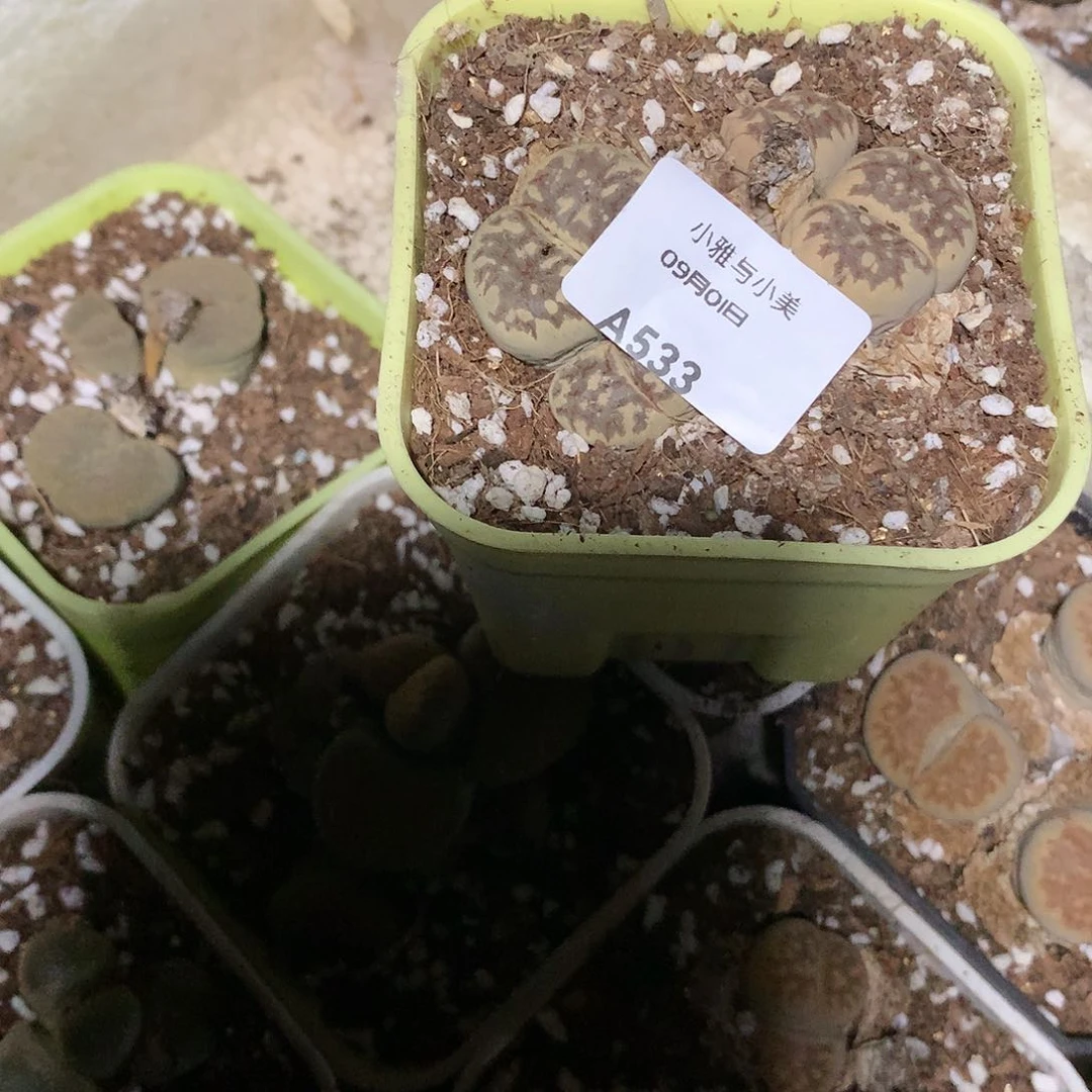且****8A533多肉植物保护研究所