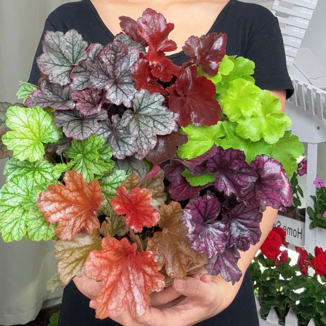 【矾根盆栽】【六盆六色】耐寒绿植花卉阳台庭院花园四季变色盆栽地栽