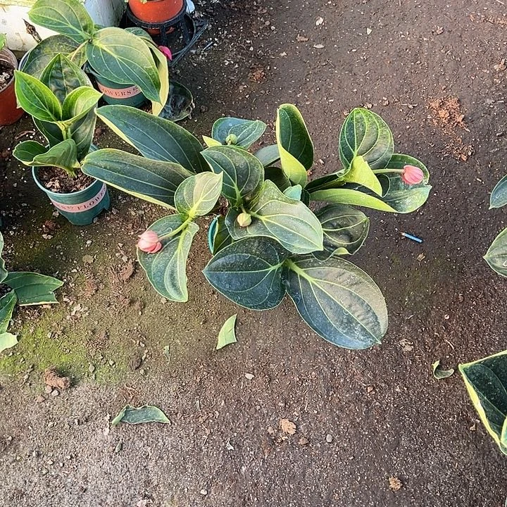 是***无花朵荷兰进口宝莲灯