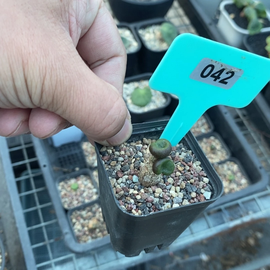 欧宝多肉植物一个多肉