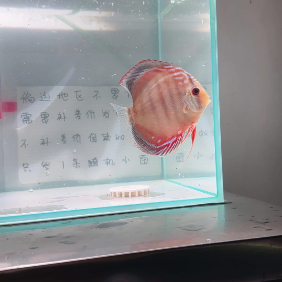 七彩神仙鱼七彩神仙8-11