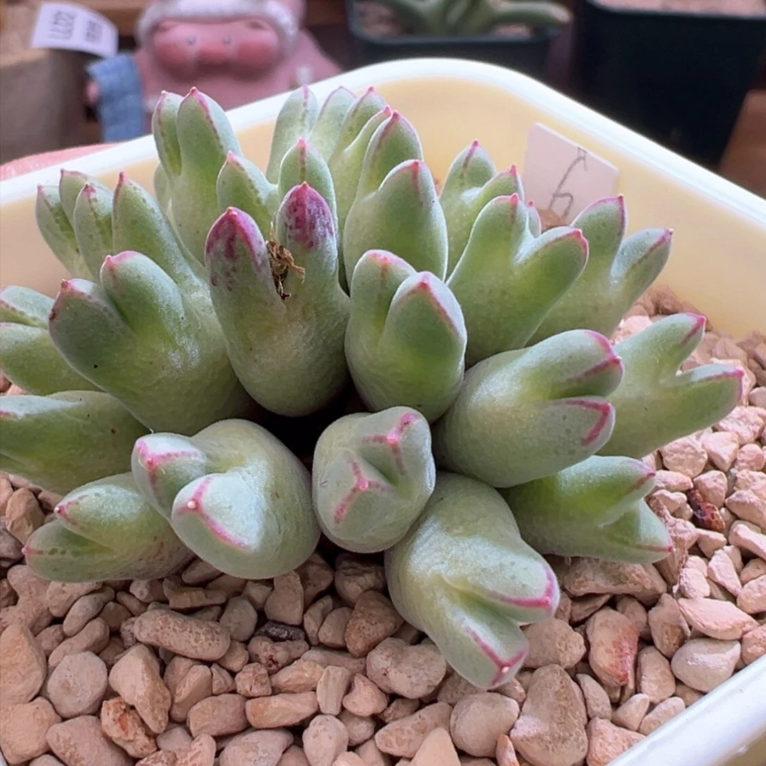 280。园艺优选985猪蹄。母本群