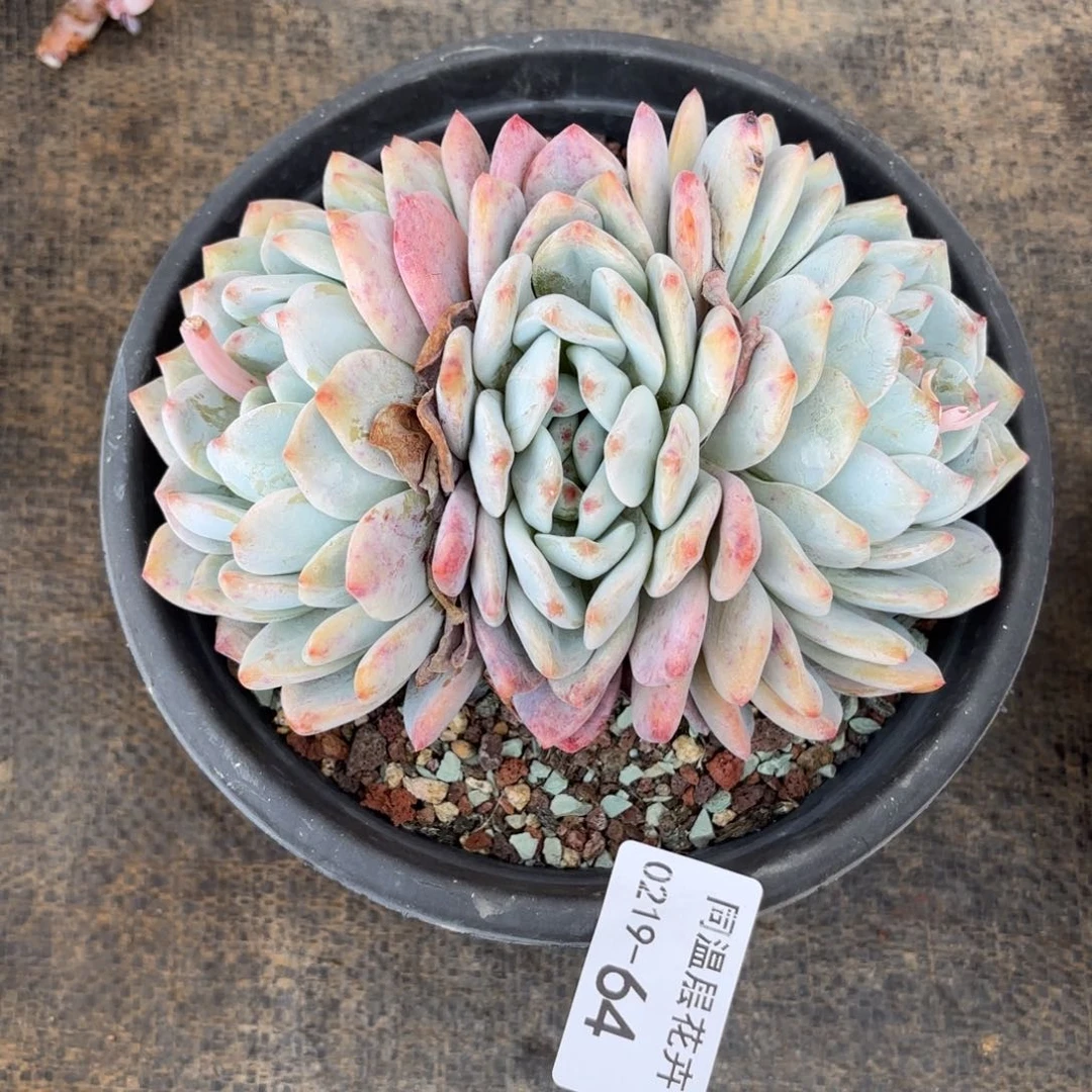 同温层多肉64雪天使