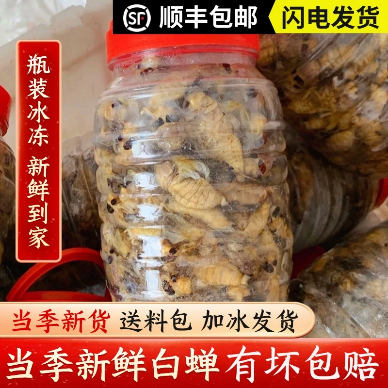 【顺丰明天到】2025白蝉知了嫩知了银蝉脱壳知了50只100只200只大个头