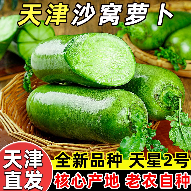 【天星2号】正宗天津沙窝萝卜水果萝卜新鲜现拔生吃脆甜多汁青萝卜