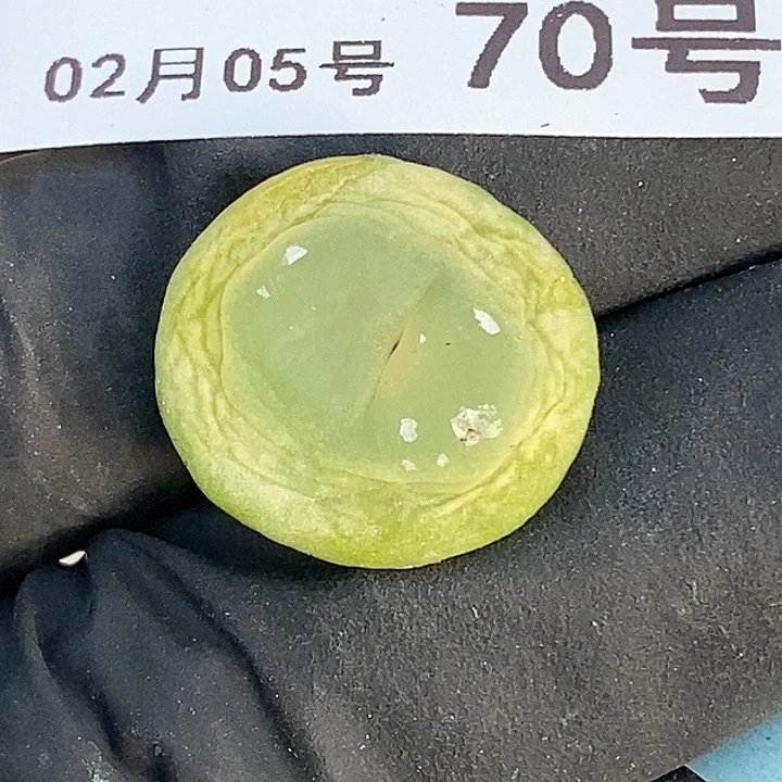 桃喜花园0205-70拉登
