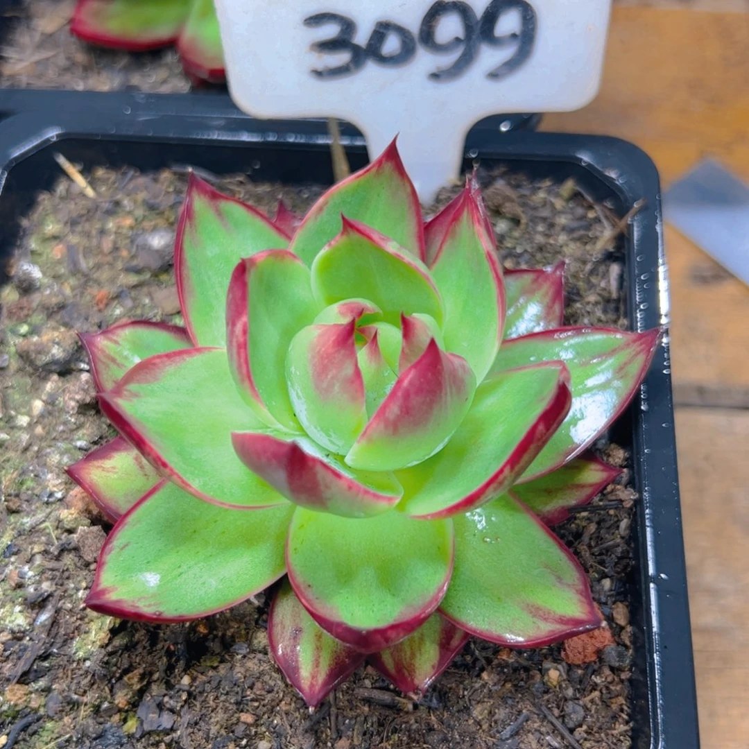 小惊鸿仙子一物一拍3099号