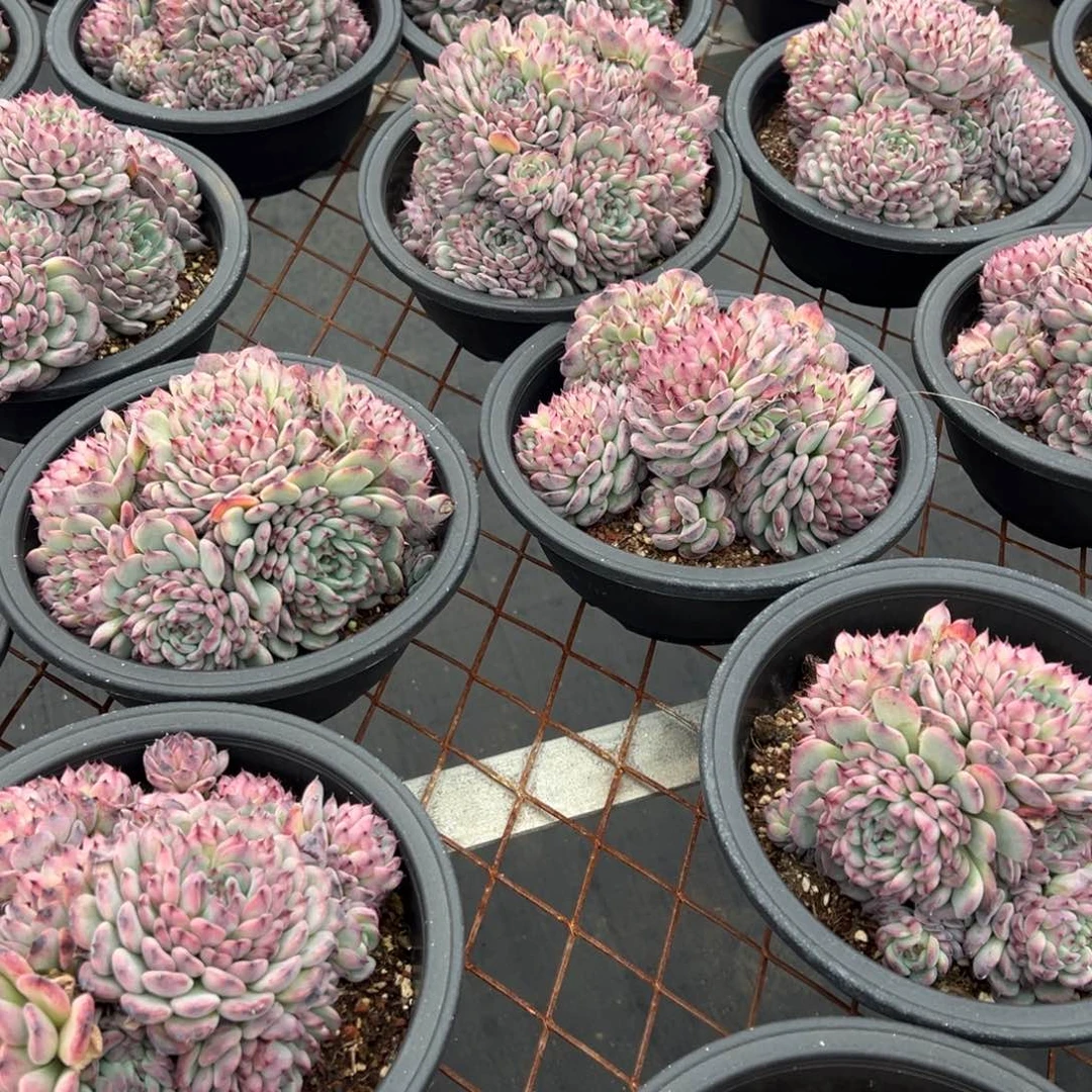 大群马赛尔230盆春节大福利