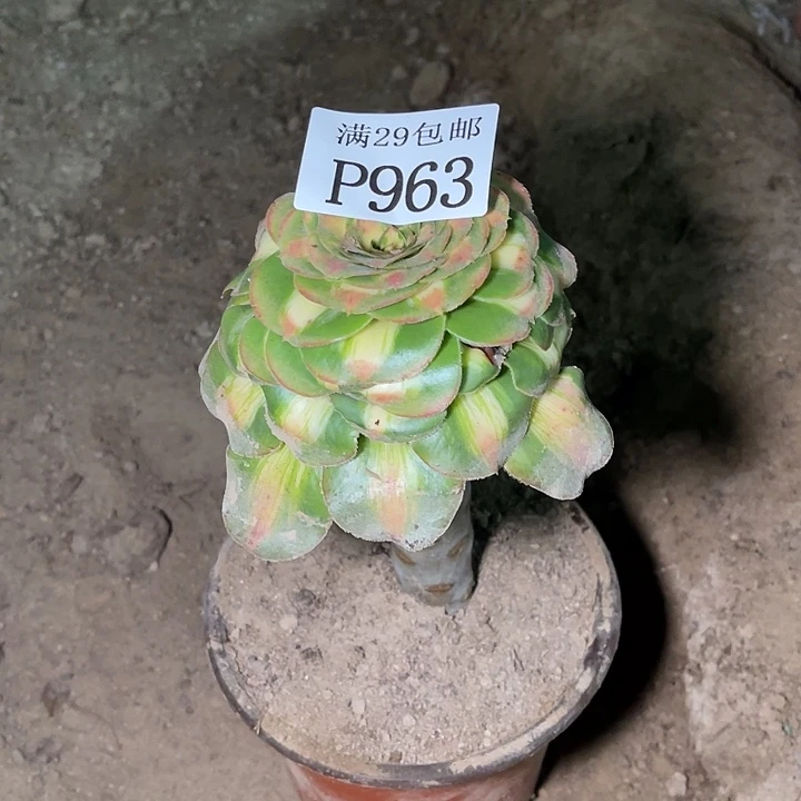963爆君多肉植物