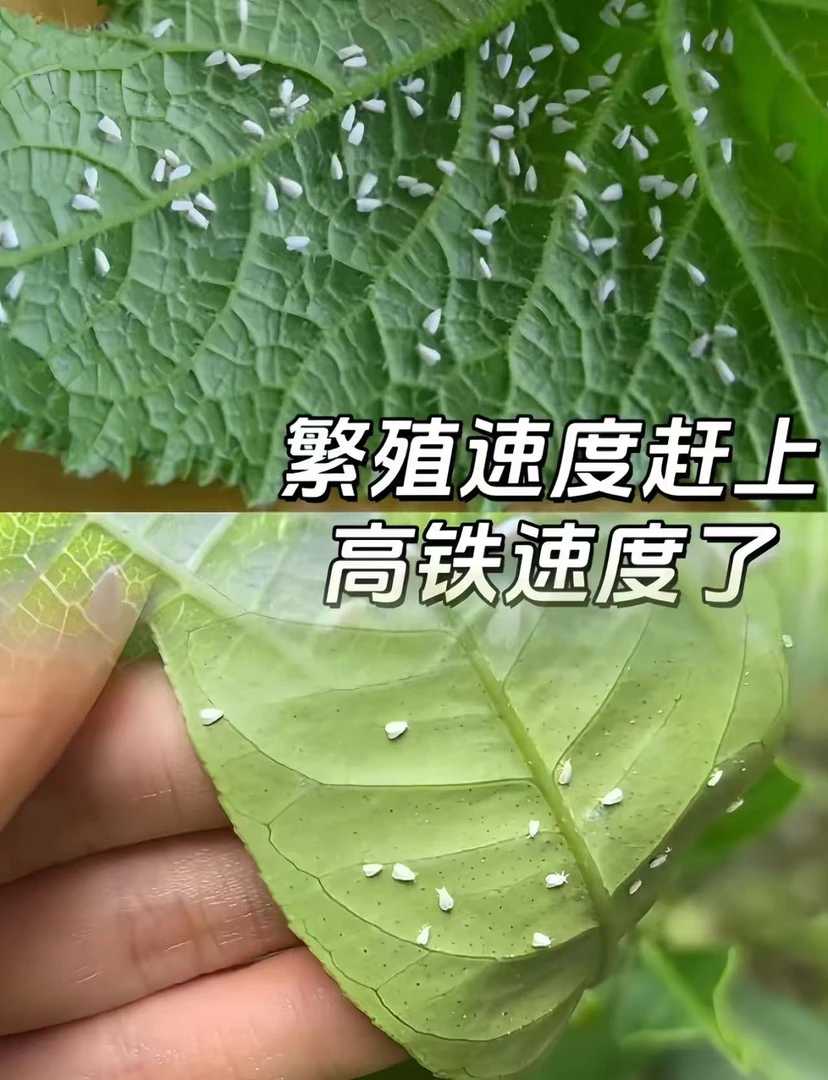 刺择白飞虱蓟马大小套装前打后落包邮