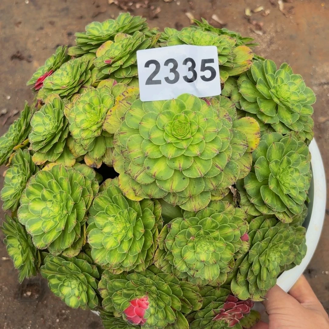 2335多肉植物知否