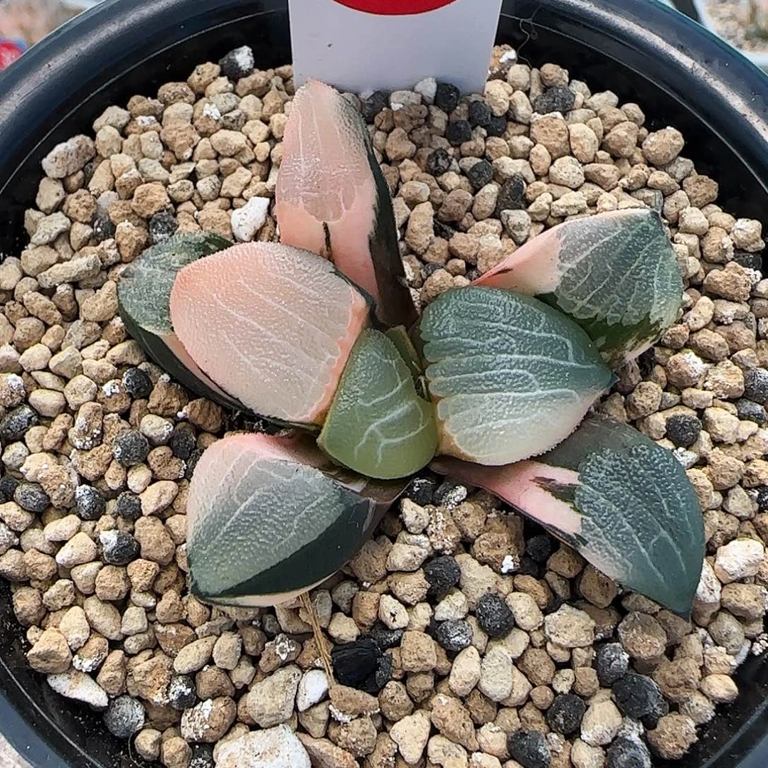 137号丸叶克锦一物一拍带盆土