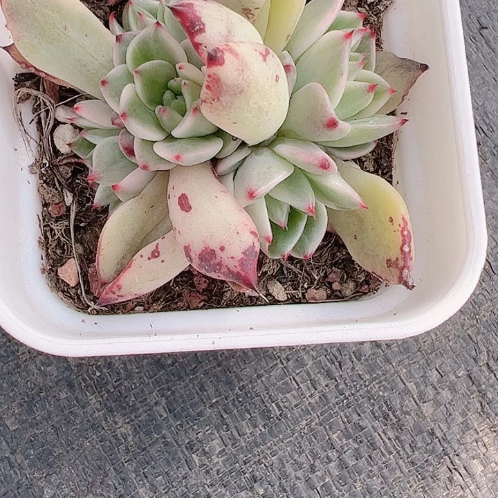 黎***霞多肉植物多肉植物