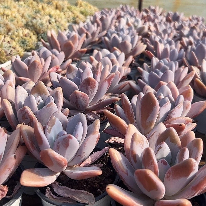 粉兔单头  福利多多