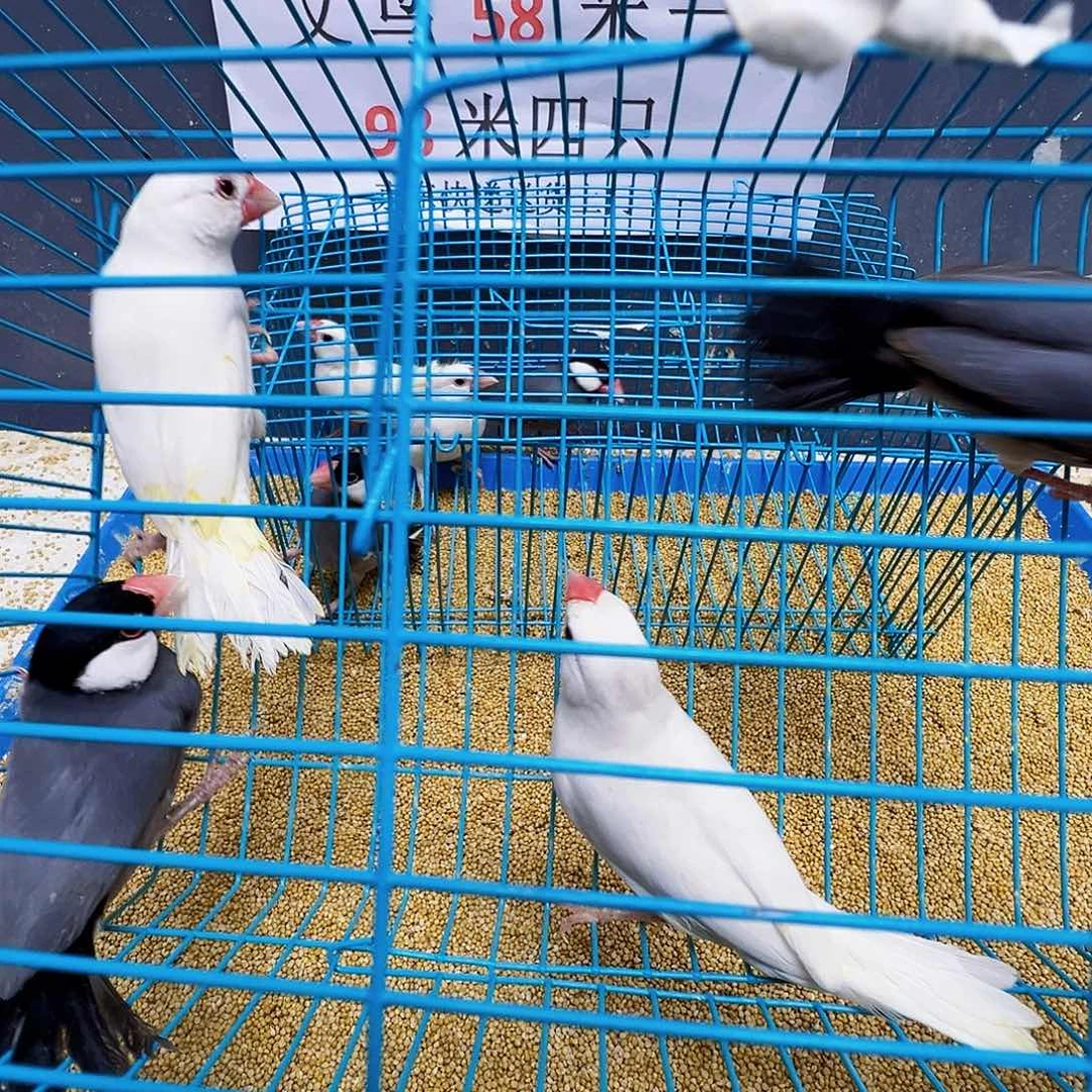 杜***智文鸟精品文鸟两对