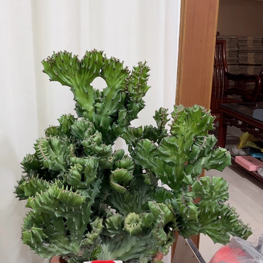 帝国麒麟热带植物