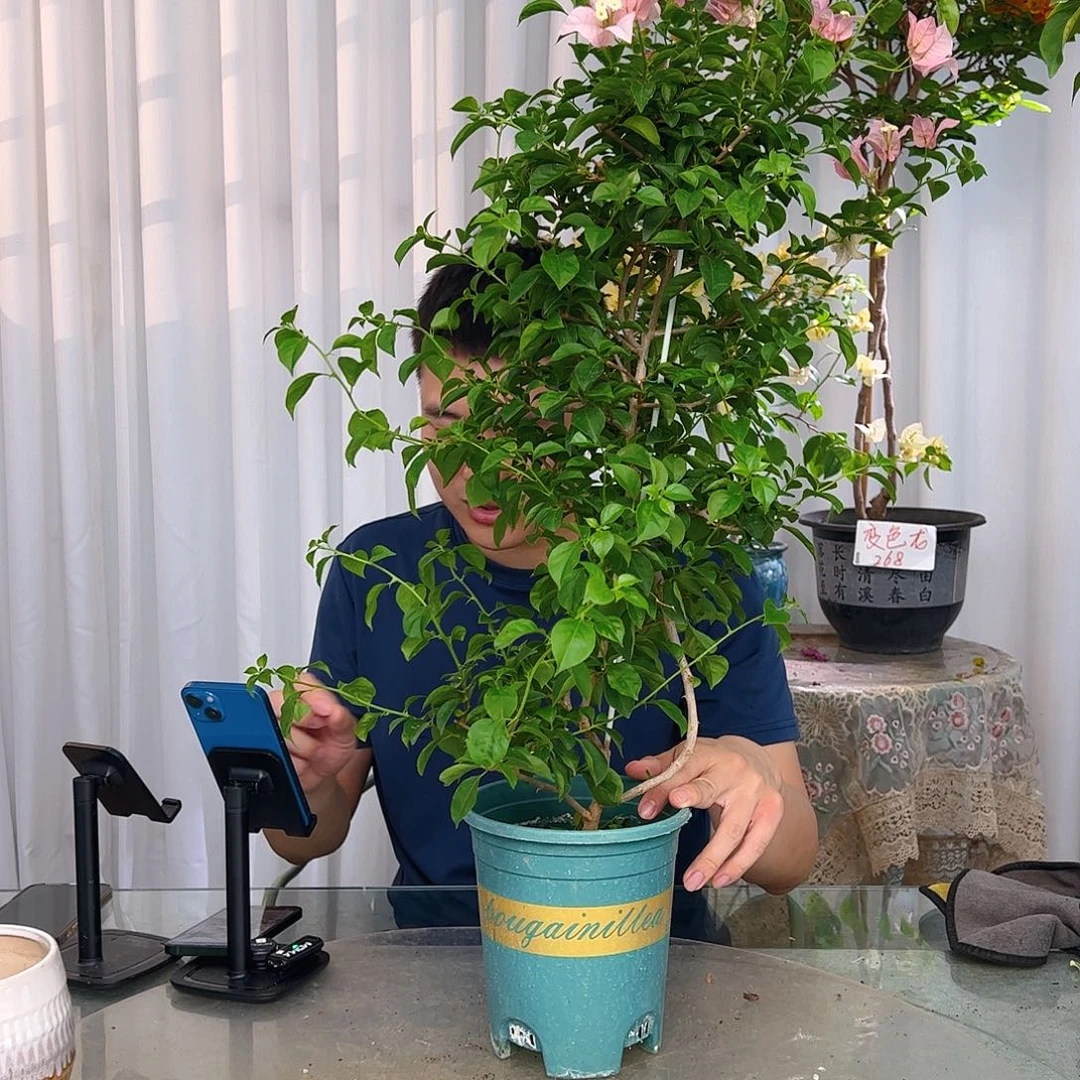 当前无花栽培后可以开花魔法樱花带竹一颗