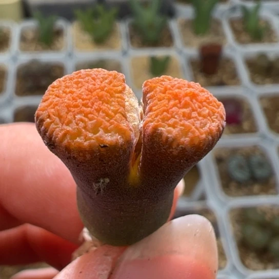 糖****豆炸窗福利超蛋一颗799。