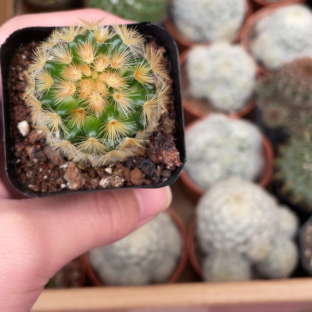 426嘉文（满18包邮）