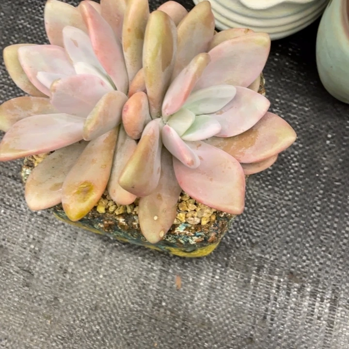 乔***觉弥鹿之森一物一图