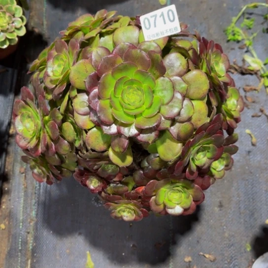 荷兰玫瑰07100000做保温发货