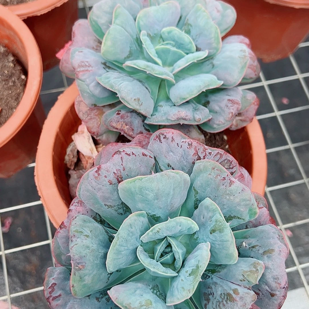 心之悦双大头起发老桩