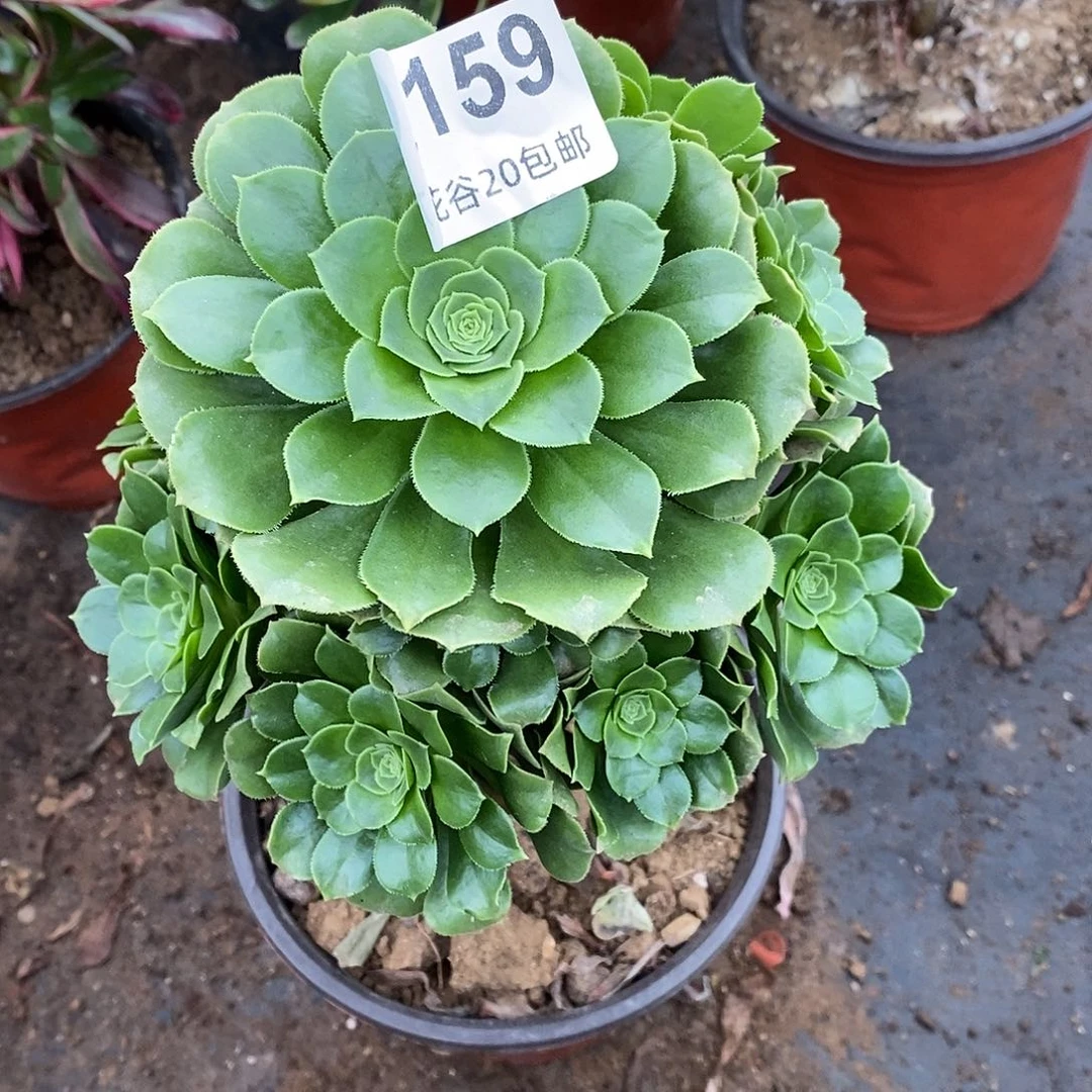 159绿羊绒多肉植物