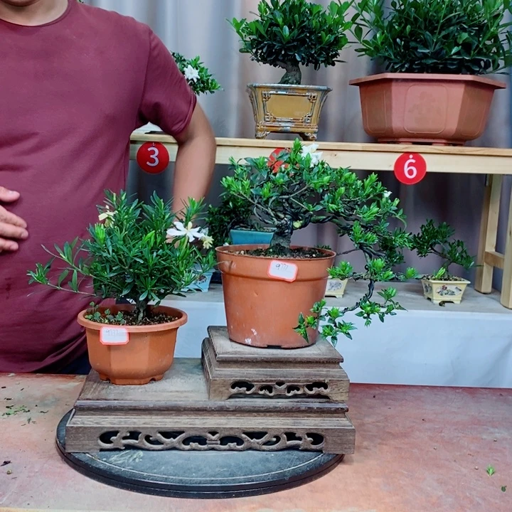 无花朵栀子花开了
