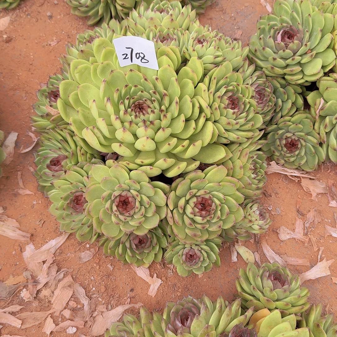 来***张2708绿水晶多肉植物