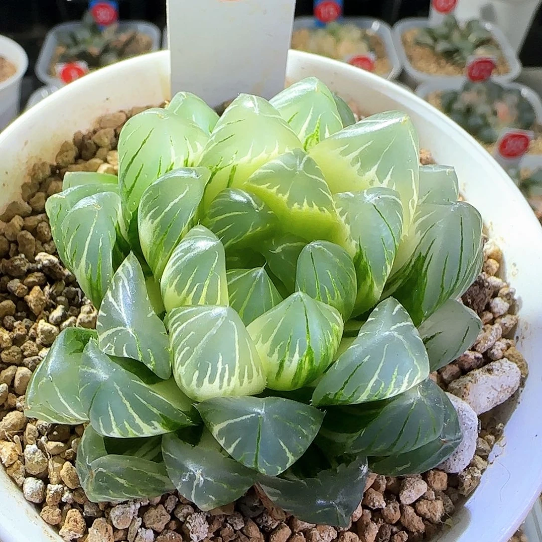 106号龙鳞玉露锦一物一拍带盆土