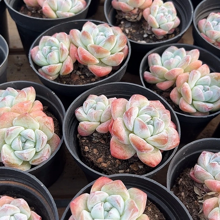 双头       奶油冰玉