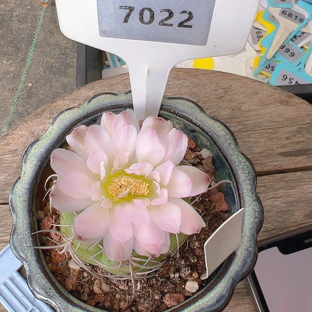 7022海王实生裸根发货