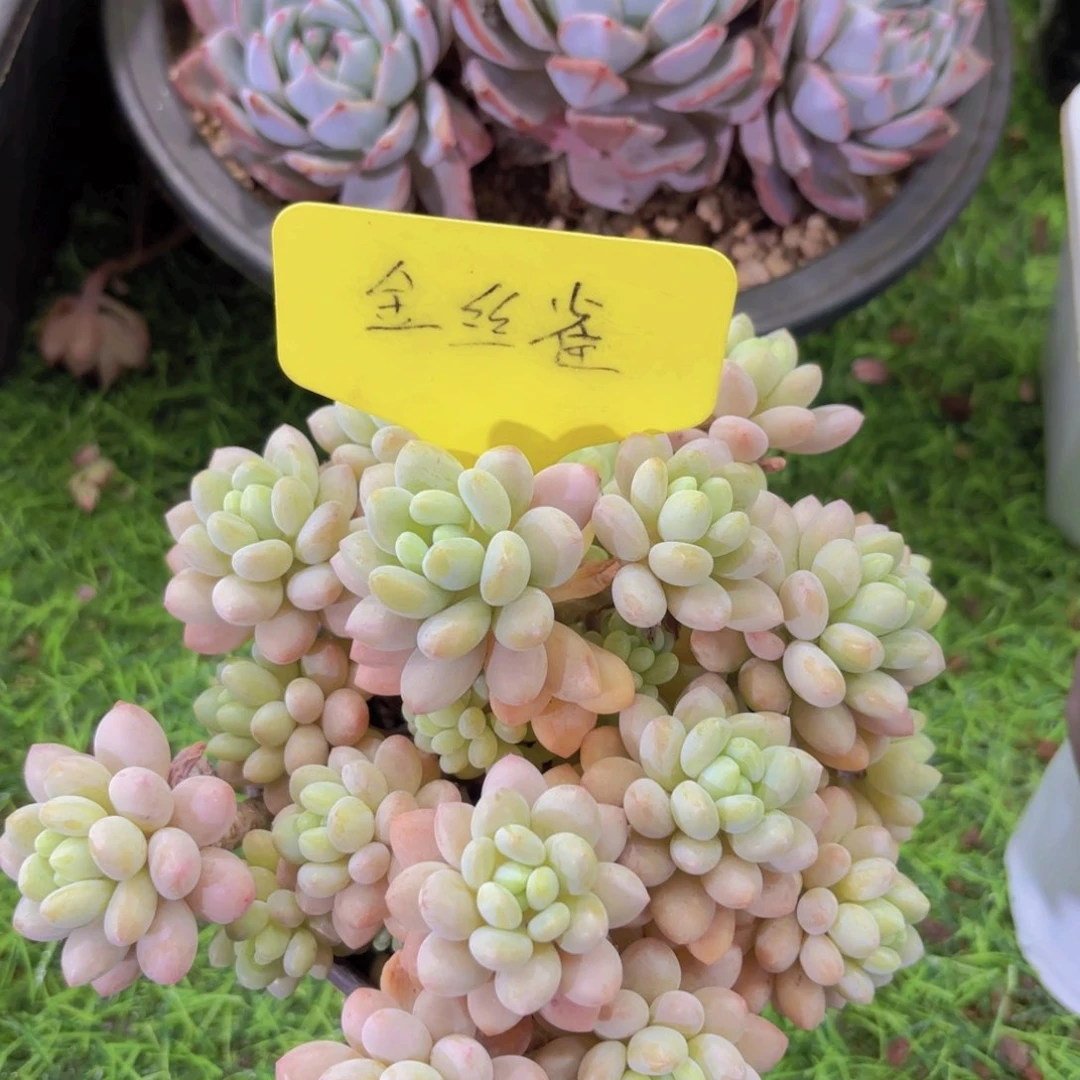 遗***好我的小可爱们都好可爱