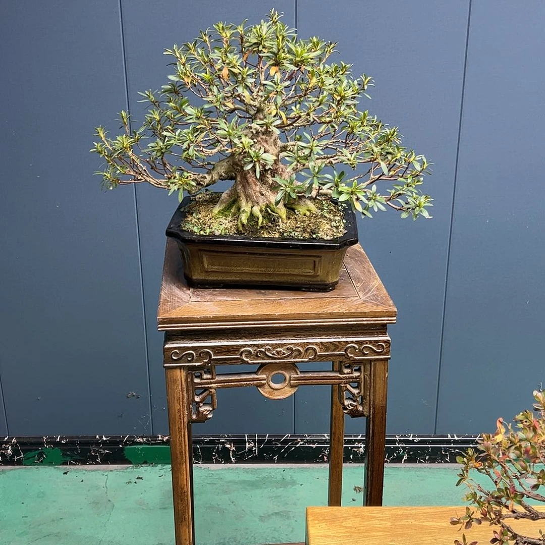 马***慧无花朵盆景皋月杜鹃6661