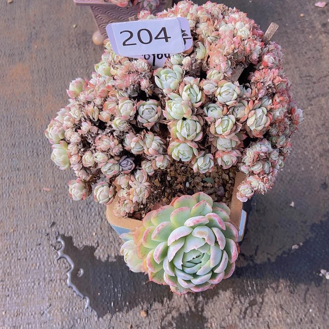 向*?204贝瑞缀38。。。