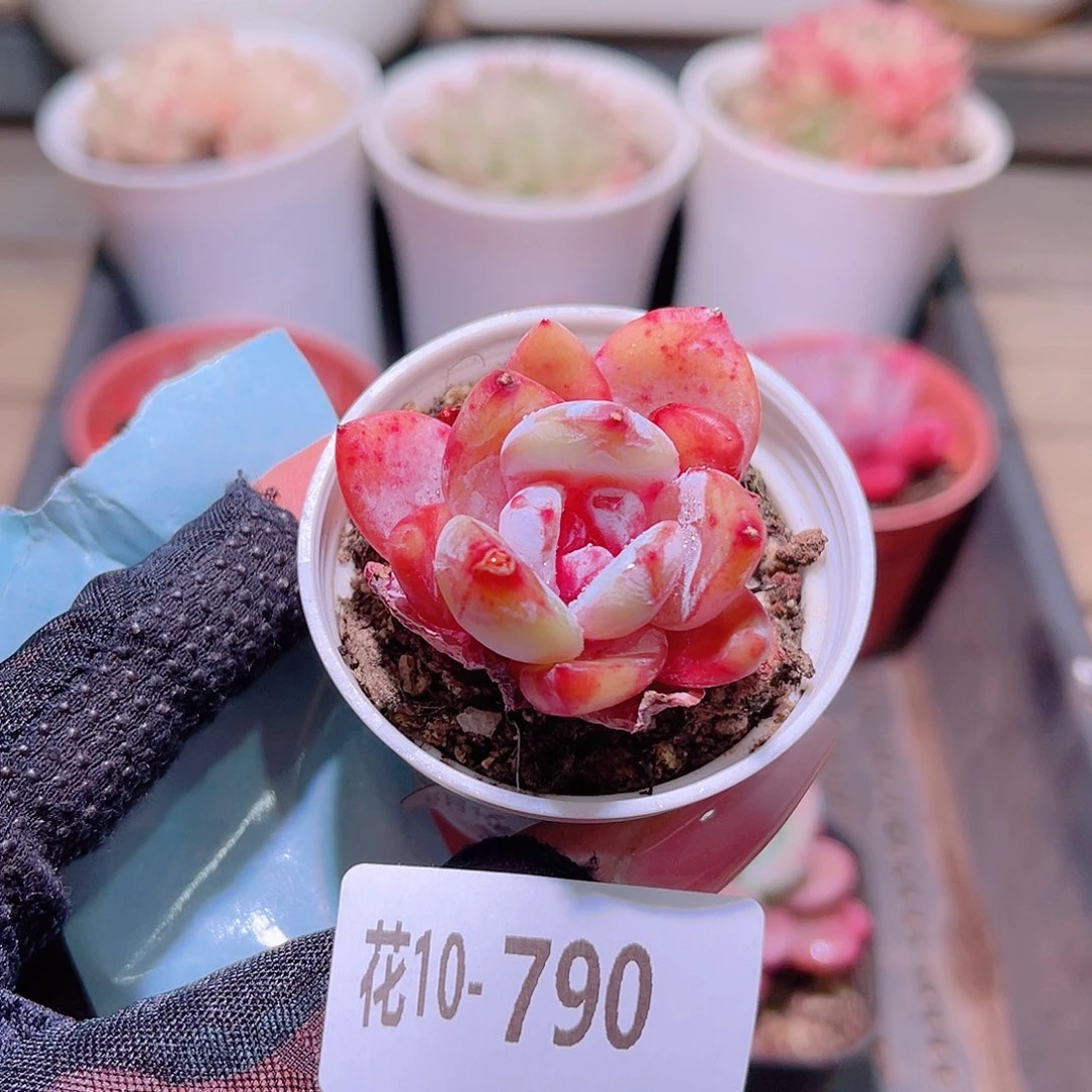 花利美10-790新品