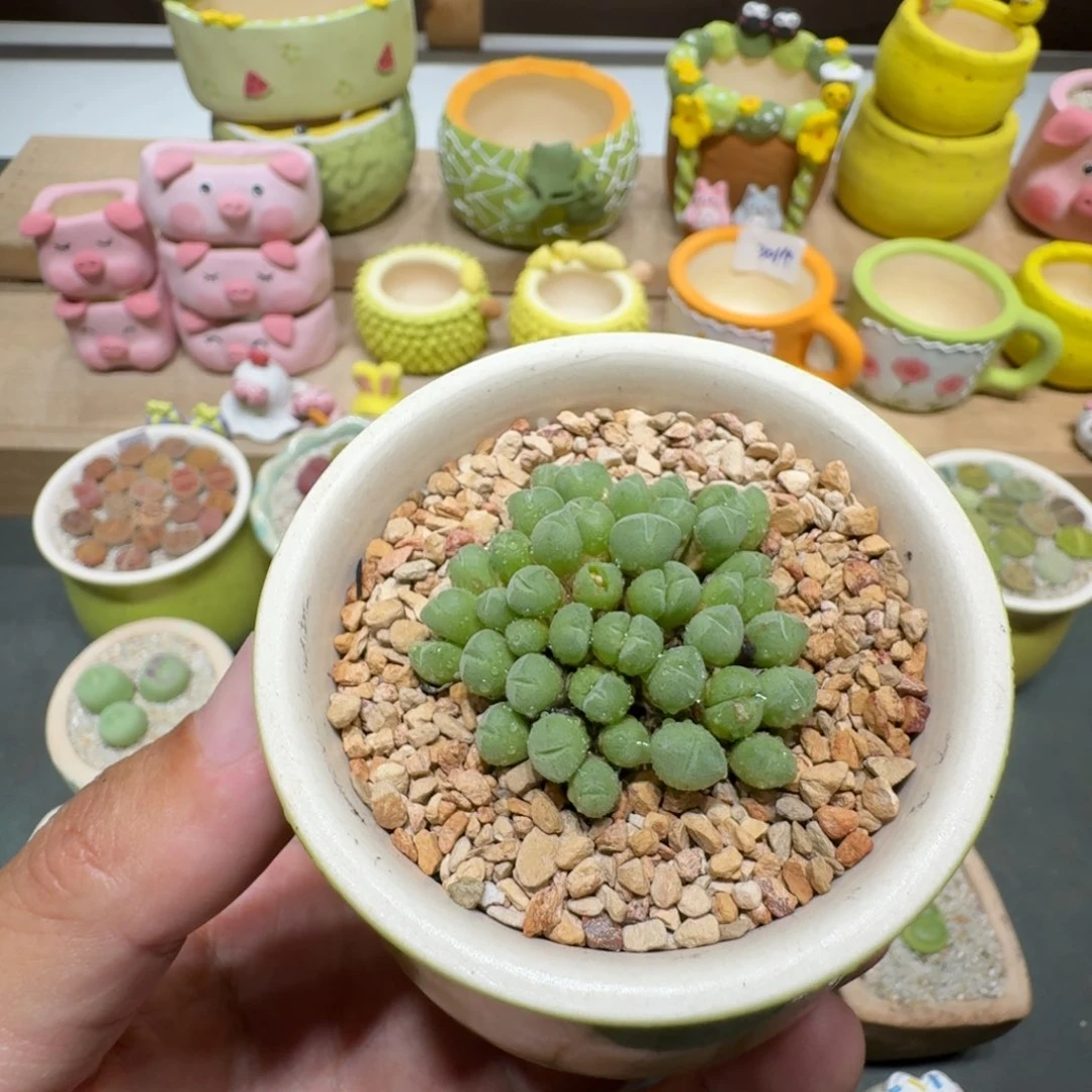 蘑菇287小米雏小米雏