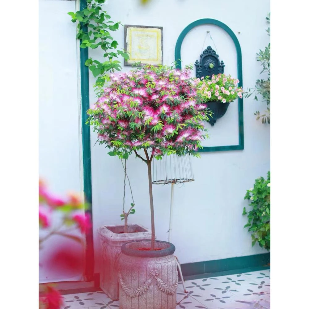 香水合欢苗小盆景素材庭院阳台观花植物盆栽合欢花耐寒绒花苗